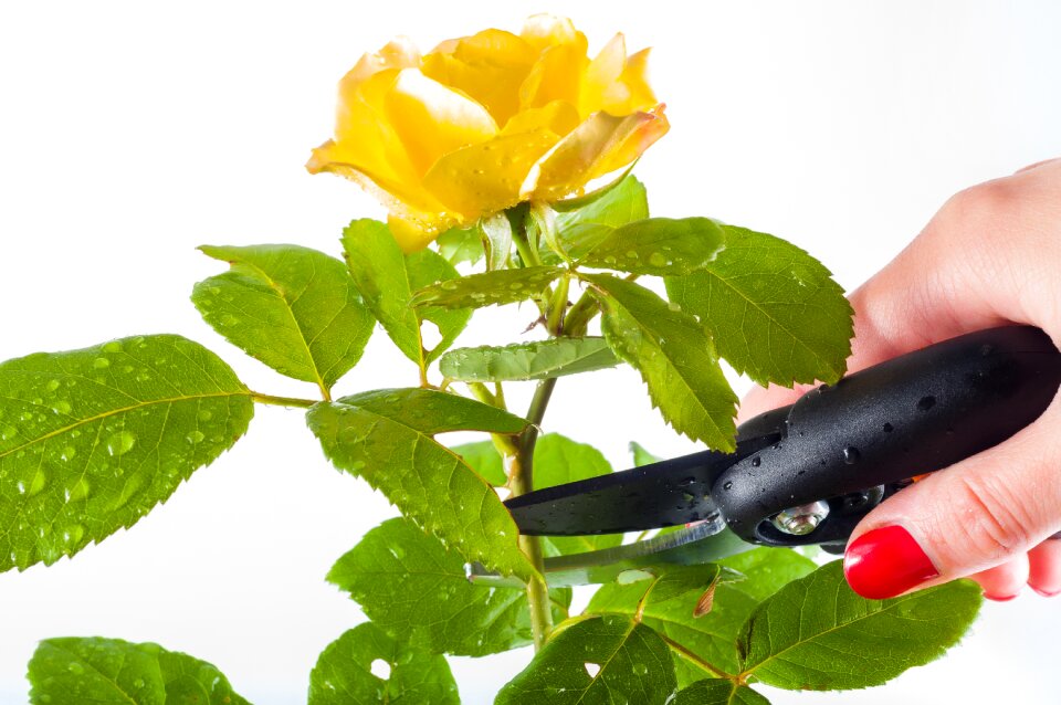 Cut gardening cutting