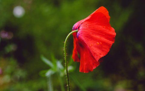 Weeping Poppy 