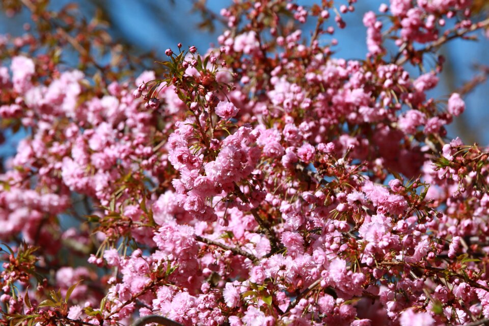 Trees spring flower garden