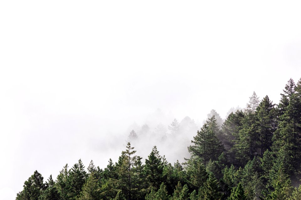 White skies over a forest 