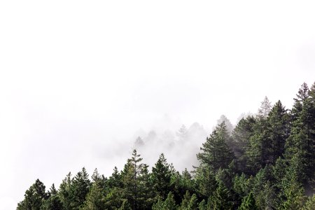 White skies over a forest 