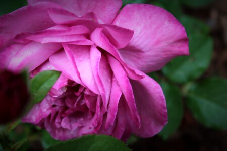 Pink purple rose photo