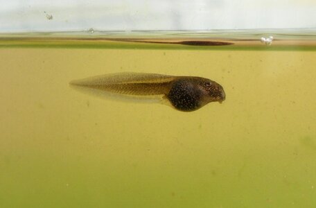 Rana temporaria nature wildlife