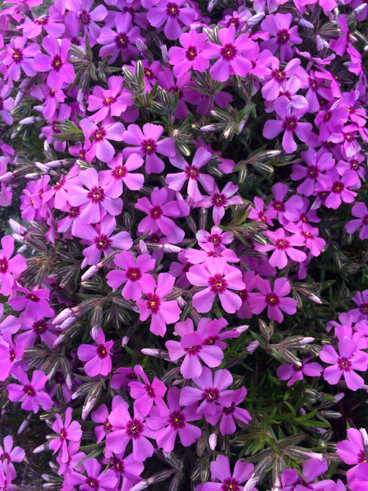 Ground cover flower cushion phlox