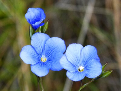 Linum blue flower flower
