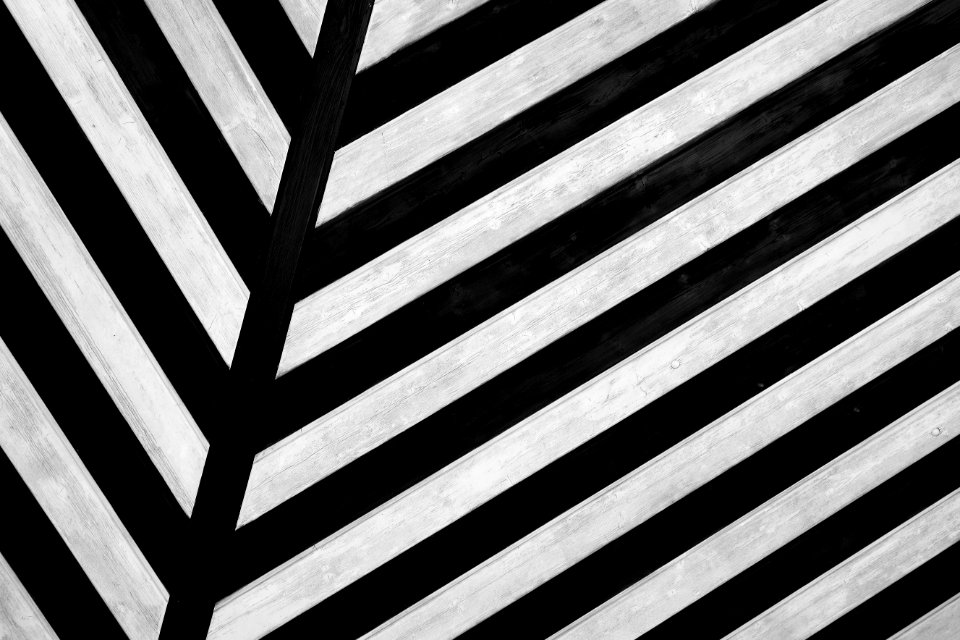 Zebra texture background 