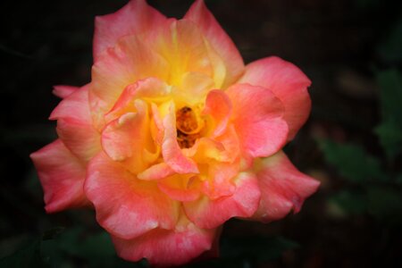 Pink rose yellow photo