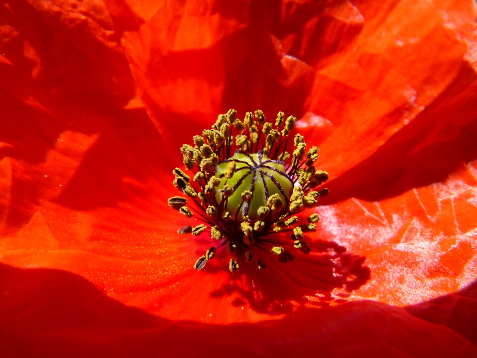 Pistils detail beauty