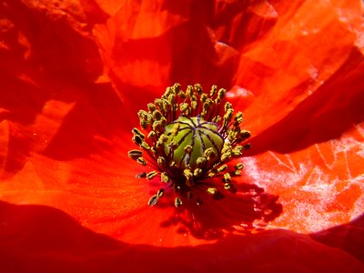 Pistils detail beauty