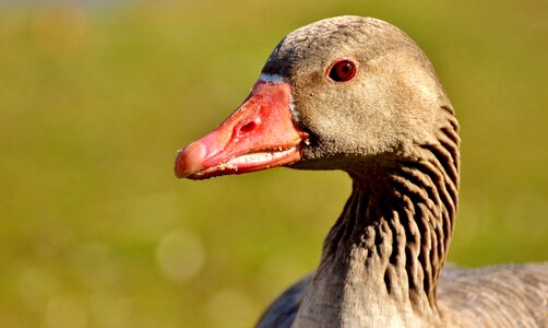 Feather waterfowl greylag goose photo