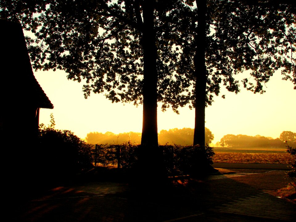 Sunset light two trees