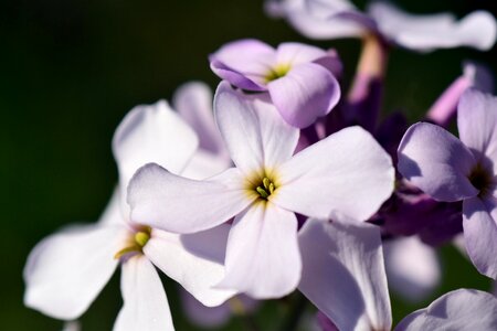 Blossom bloom purple