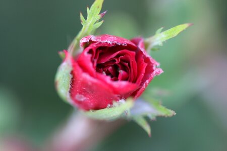 Red rose flower macro photo