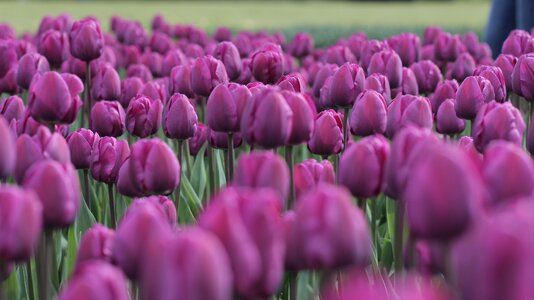 Purple field spring