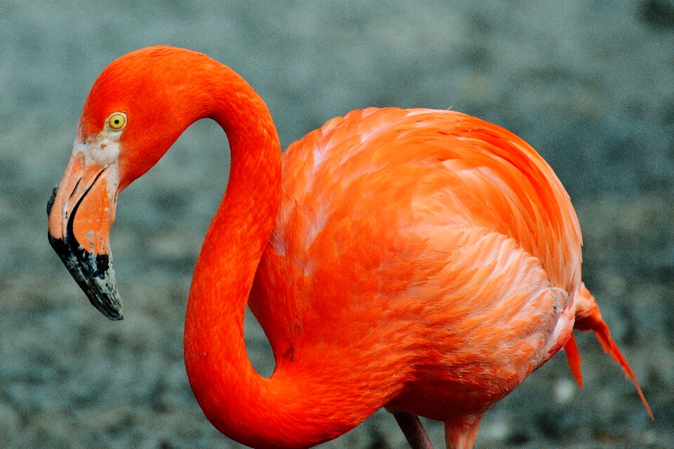 Bird colorful tierpark hellabrunn