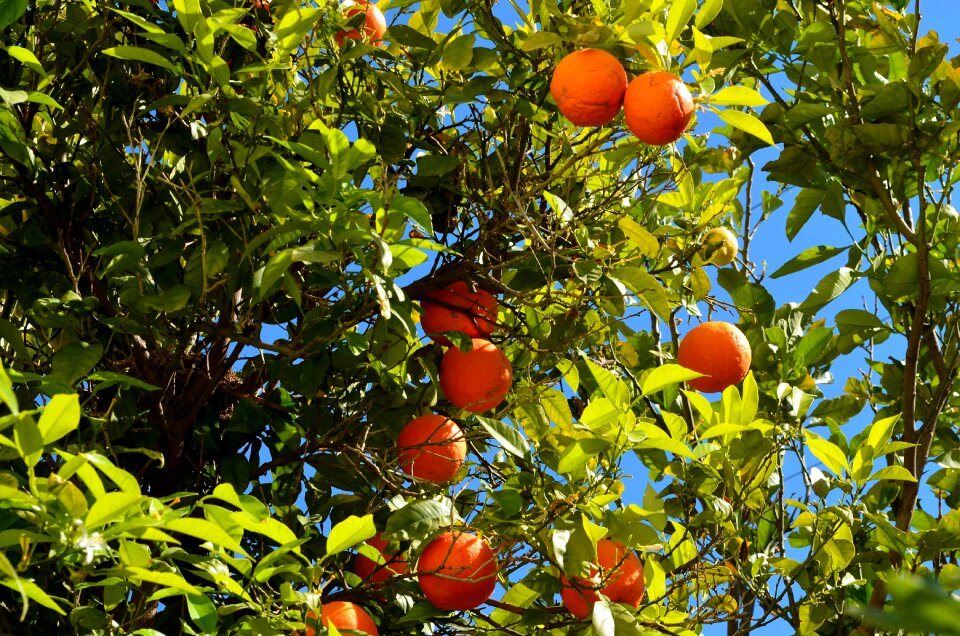 Citrus fruits bush juicy