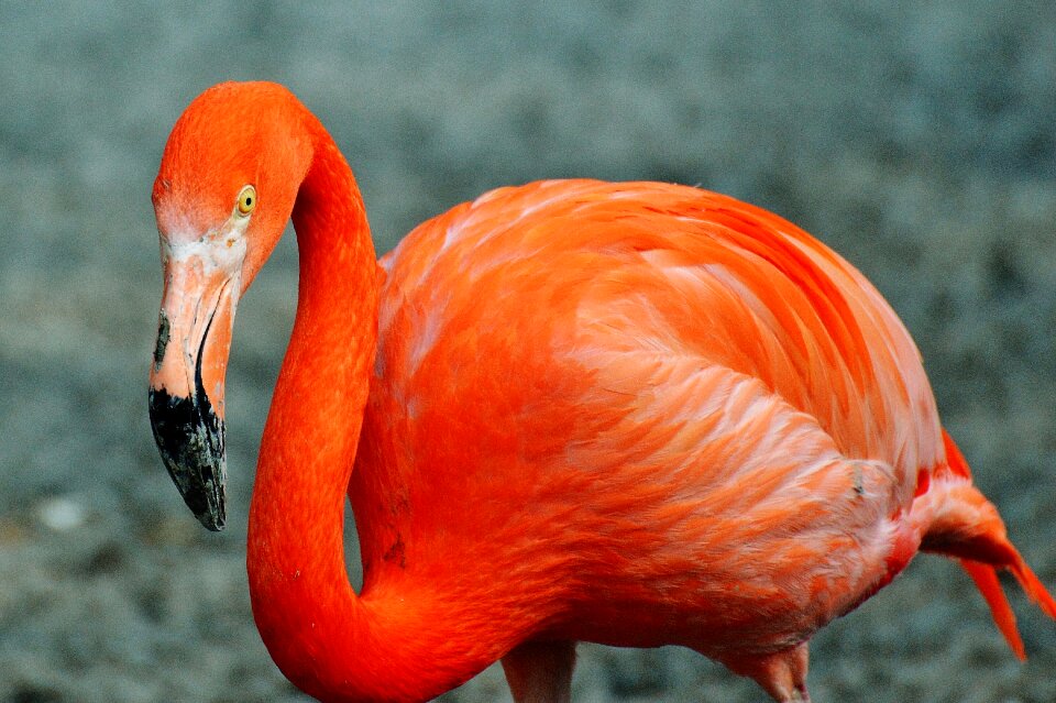 Bird colorful tierpark hellabrunn