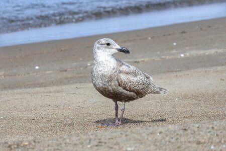 Sea gull seagull young bird