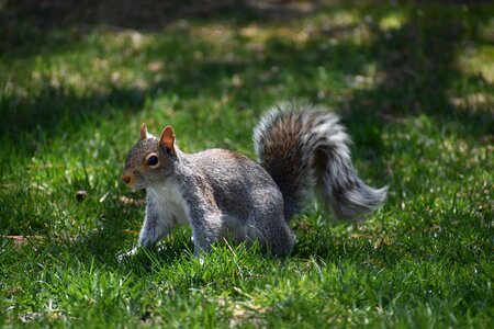Wildlife adorable mammal
