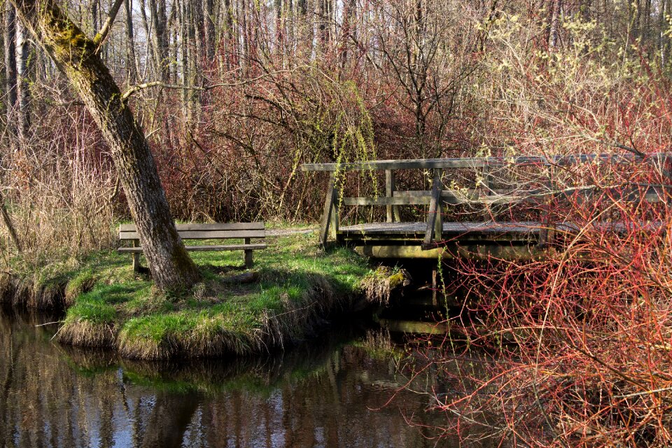 Water pond forest