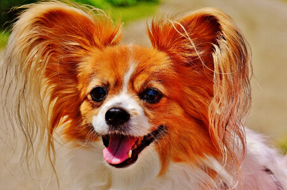 Small dog pets hairy