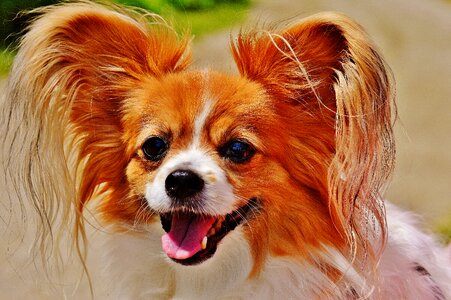 Small dog pets hairy