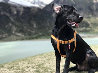 The black dog labrador lakefront