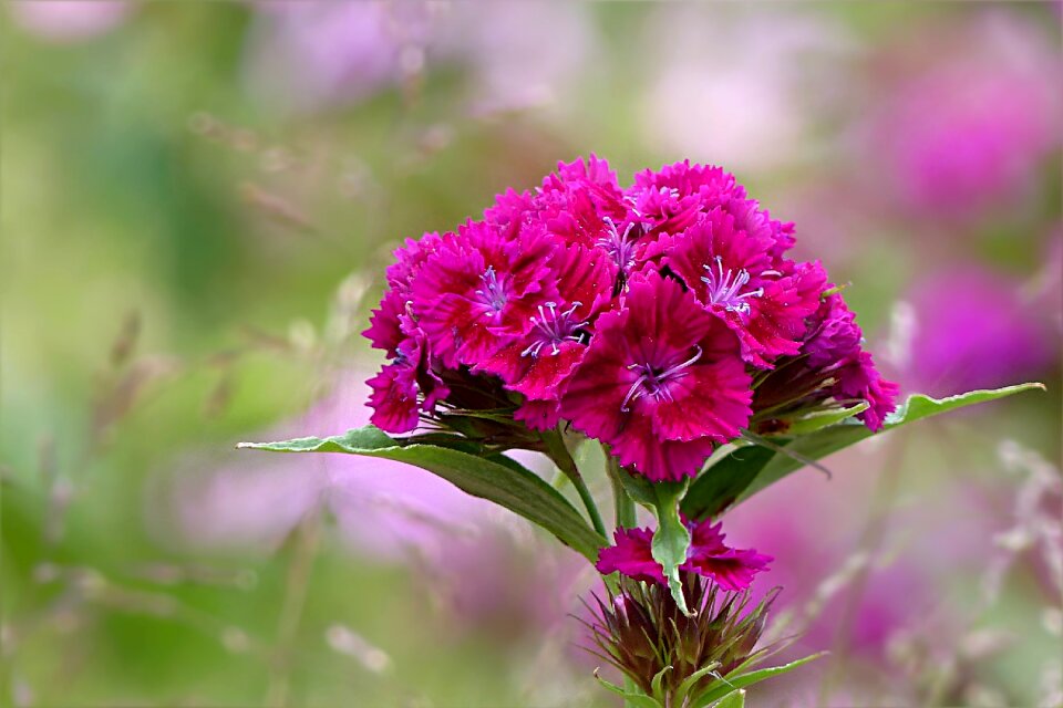 Dianthus barbatus pink garden photo