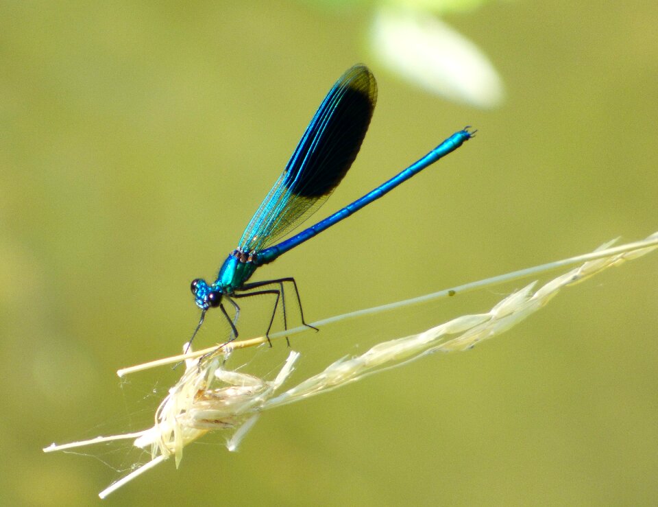 Nature insect green