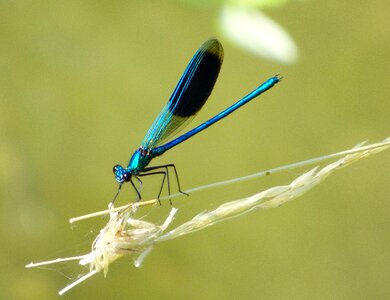 Nature insect green photo