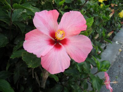 Pink flowers green