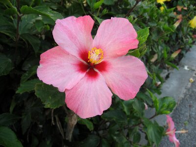 Pink flowers green photo