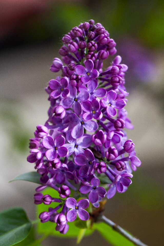 Lilac nature floral photo