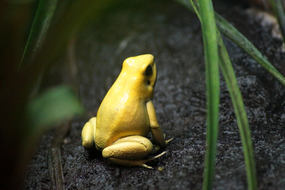 Animal frog outdoors