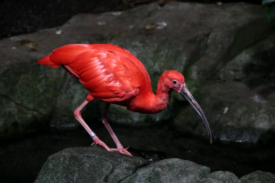 Animal tropical nature