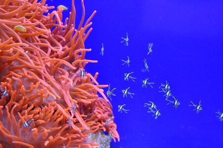 Sea water animal