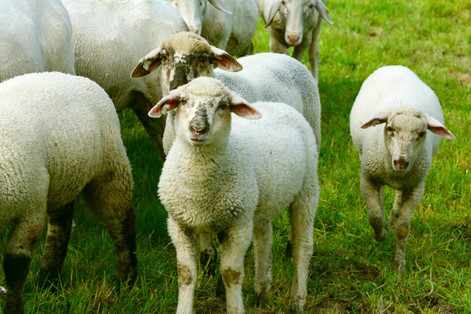 Lambs young animal schäfchen