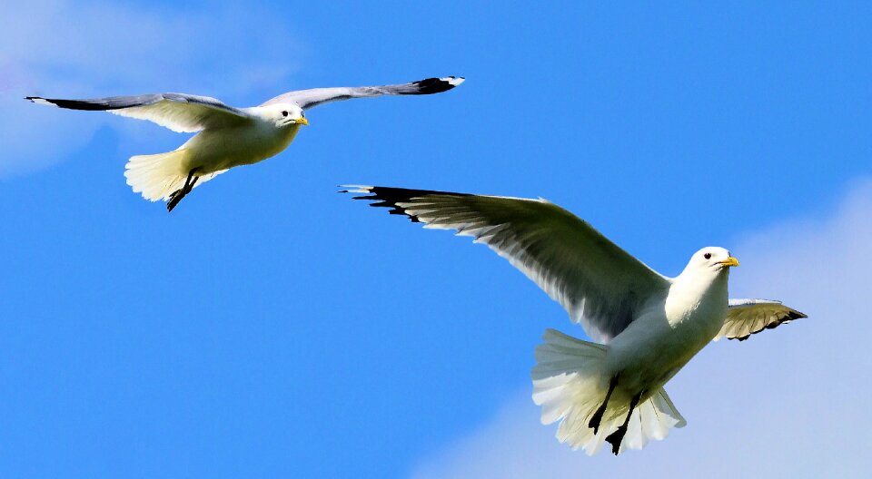 Wing gull wildlife photo