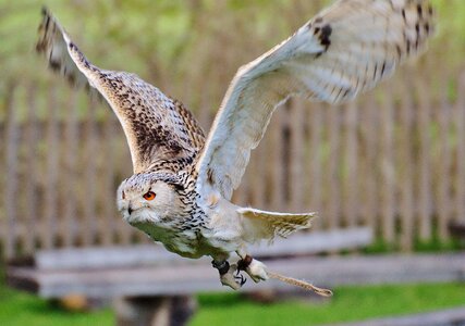 Feather eagle owl animals