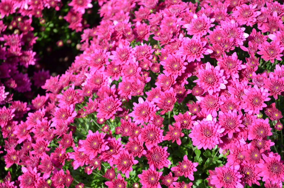 Garden colorful floral
