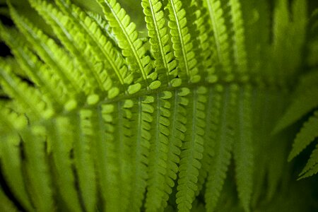 Leaf lush nature photo