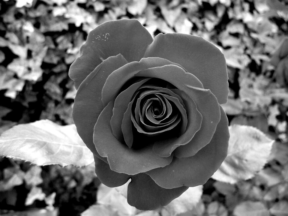 Petals plant garden