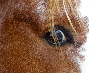 Animal equine close up photo