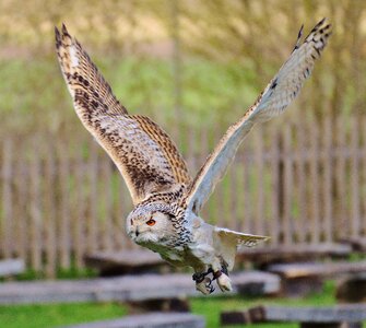 Feather eagle owl animals