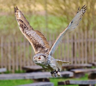 Feather eagle owl animals photo