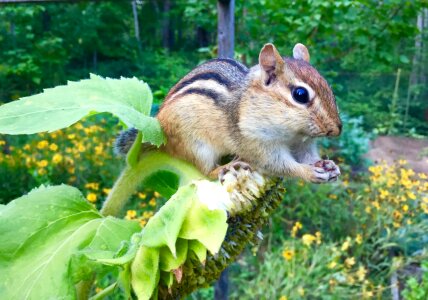 Eating sunflower nature