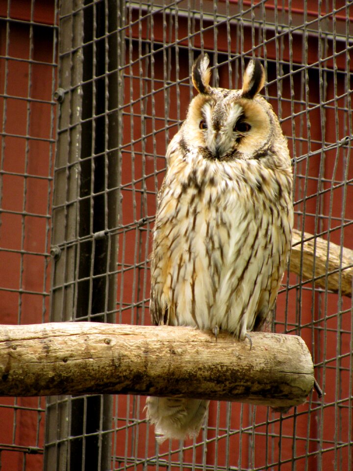 Owl injured bird bird garden