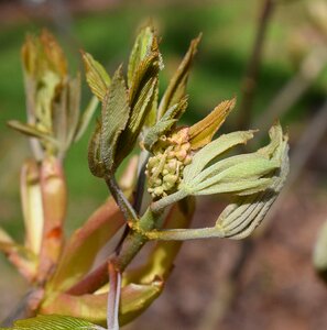 Tree leaves flower bud