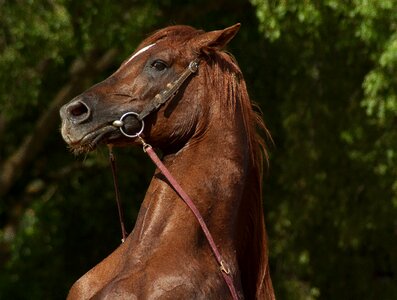Cabrer horse show dressage photo
