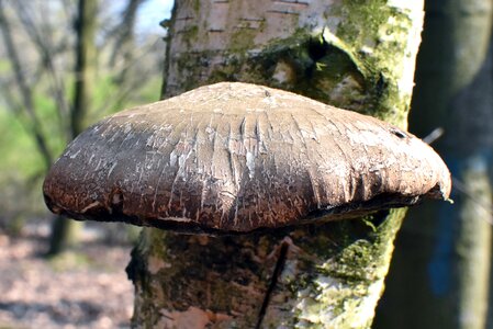 Forest tree wood hub